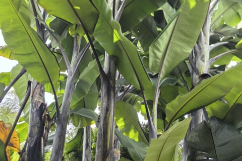 Pisang Klutuk Wulung 种质封面