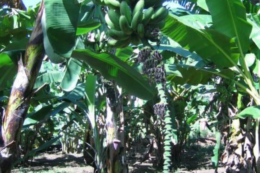 Pisang Bakar 种质封面照片