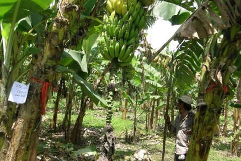 Cocos 种质封面