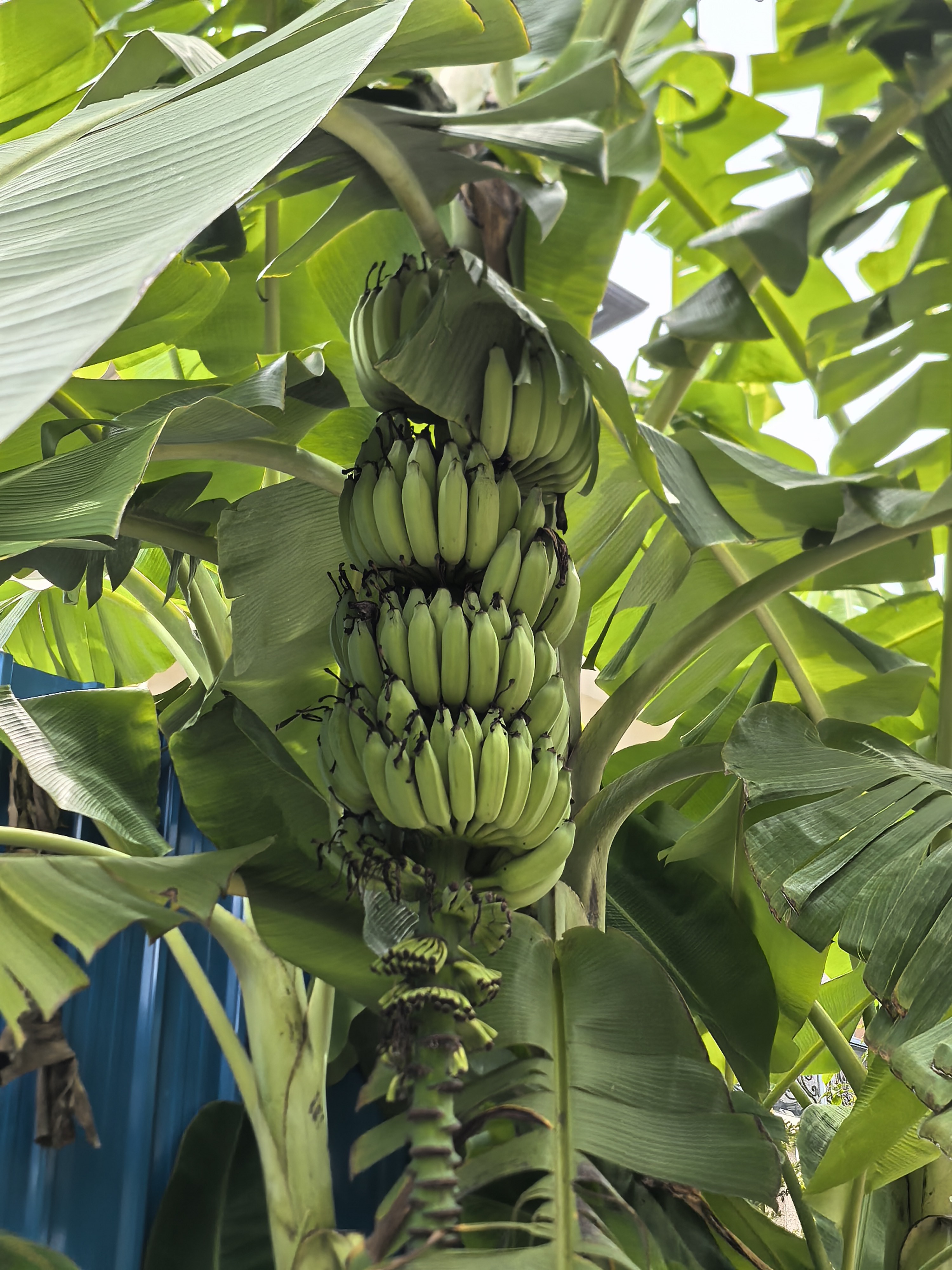 pisang-awak-whole-plant