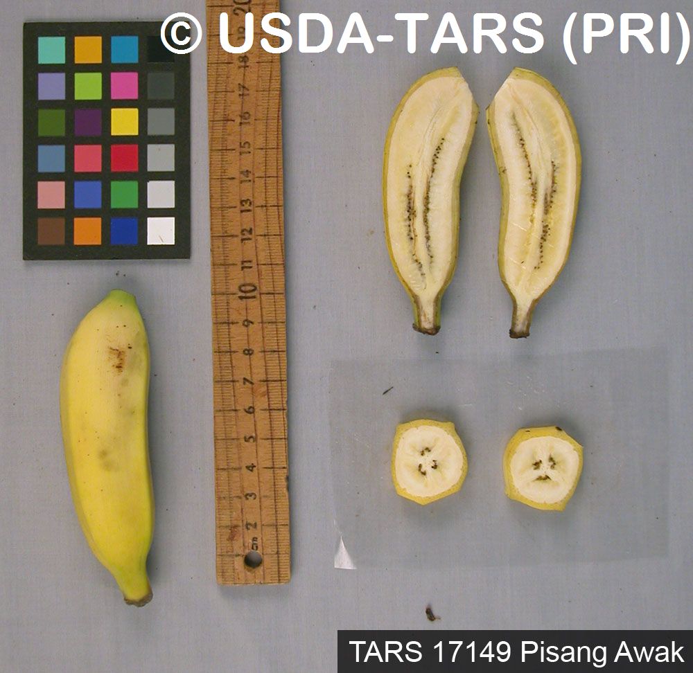 pisang-awak-fruit-2