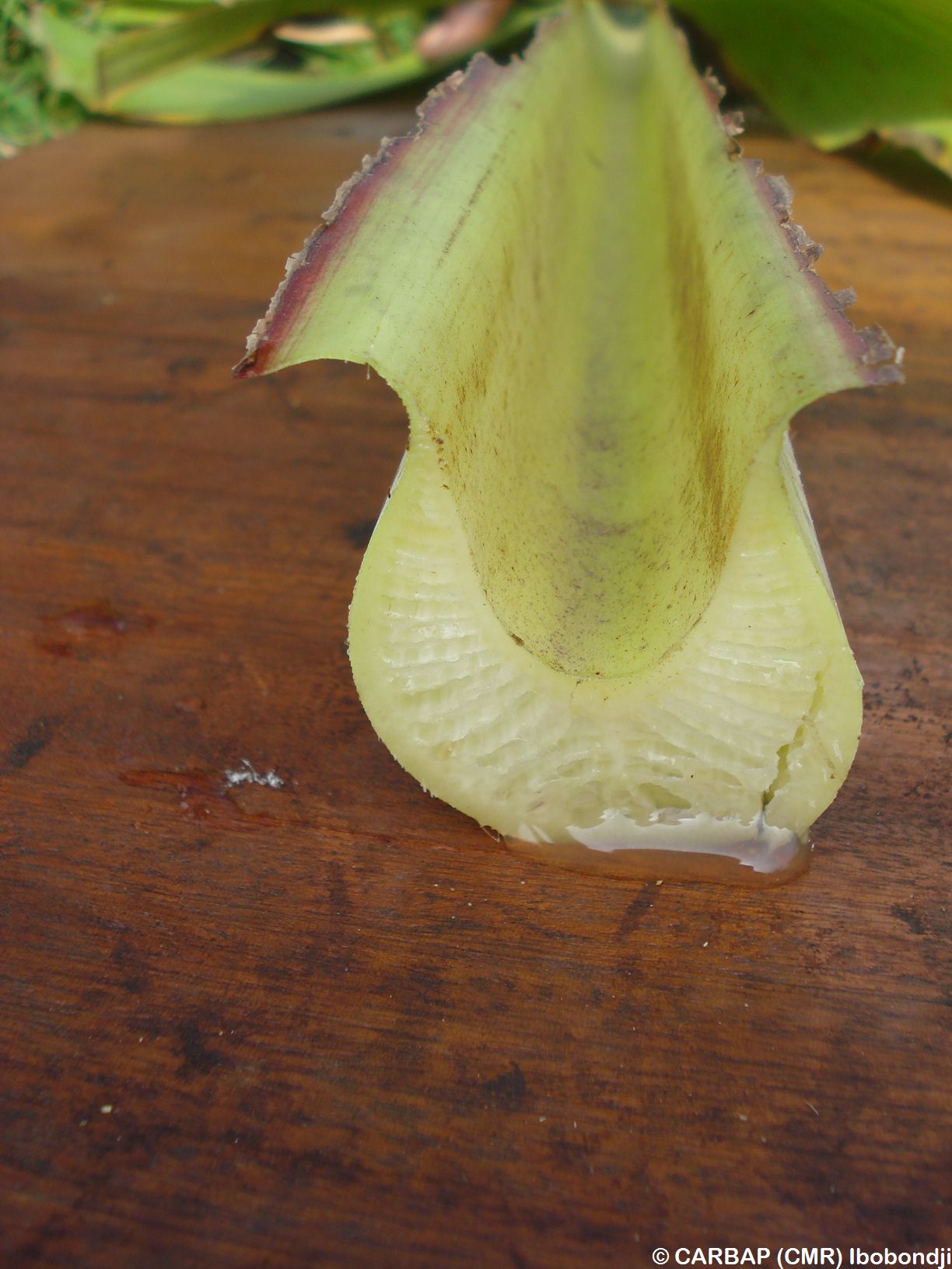 rio-leaf-petiole