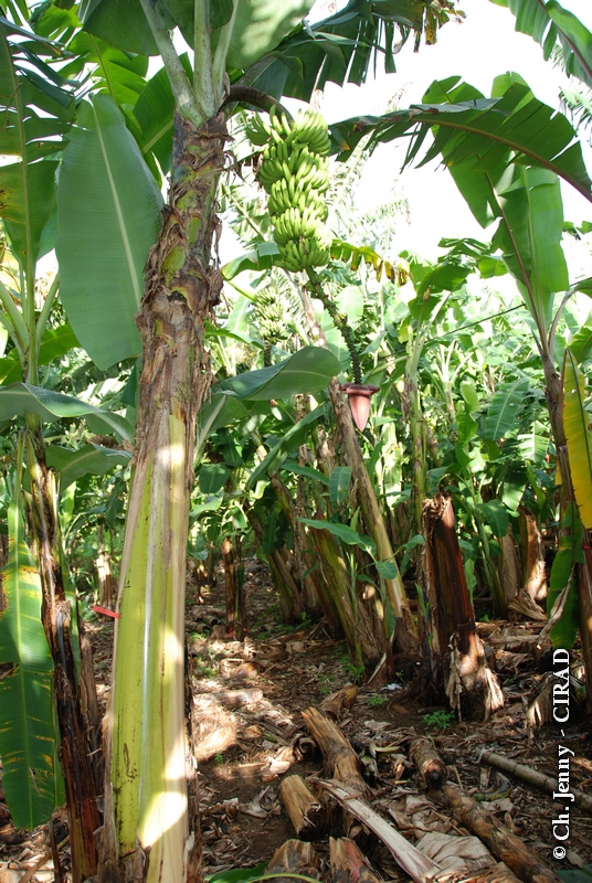 gros-michel-whole-plant