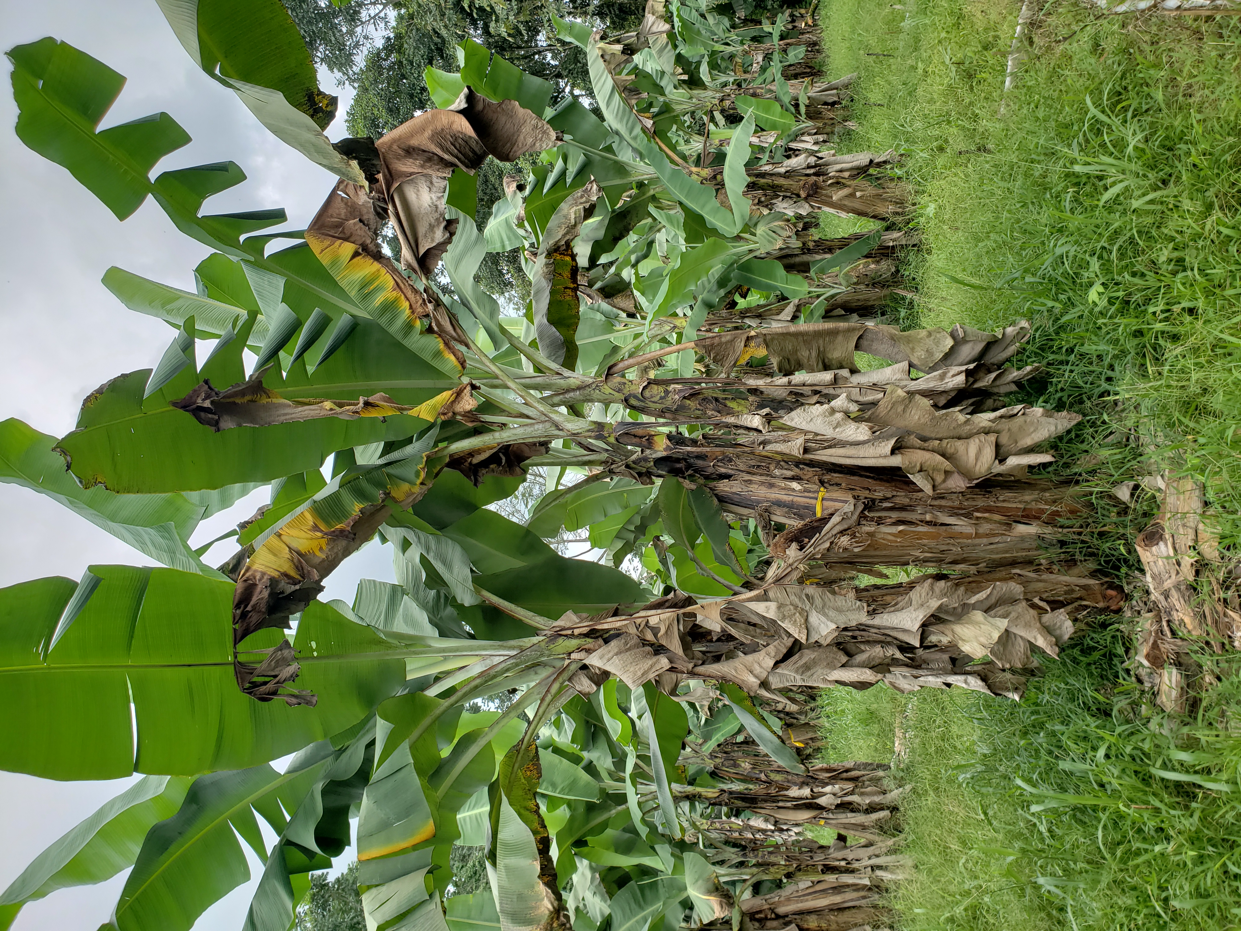 gros-michel-fusarium-wilt