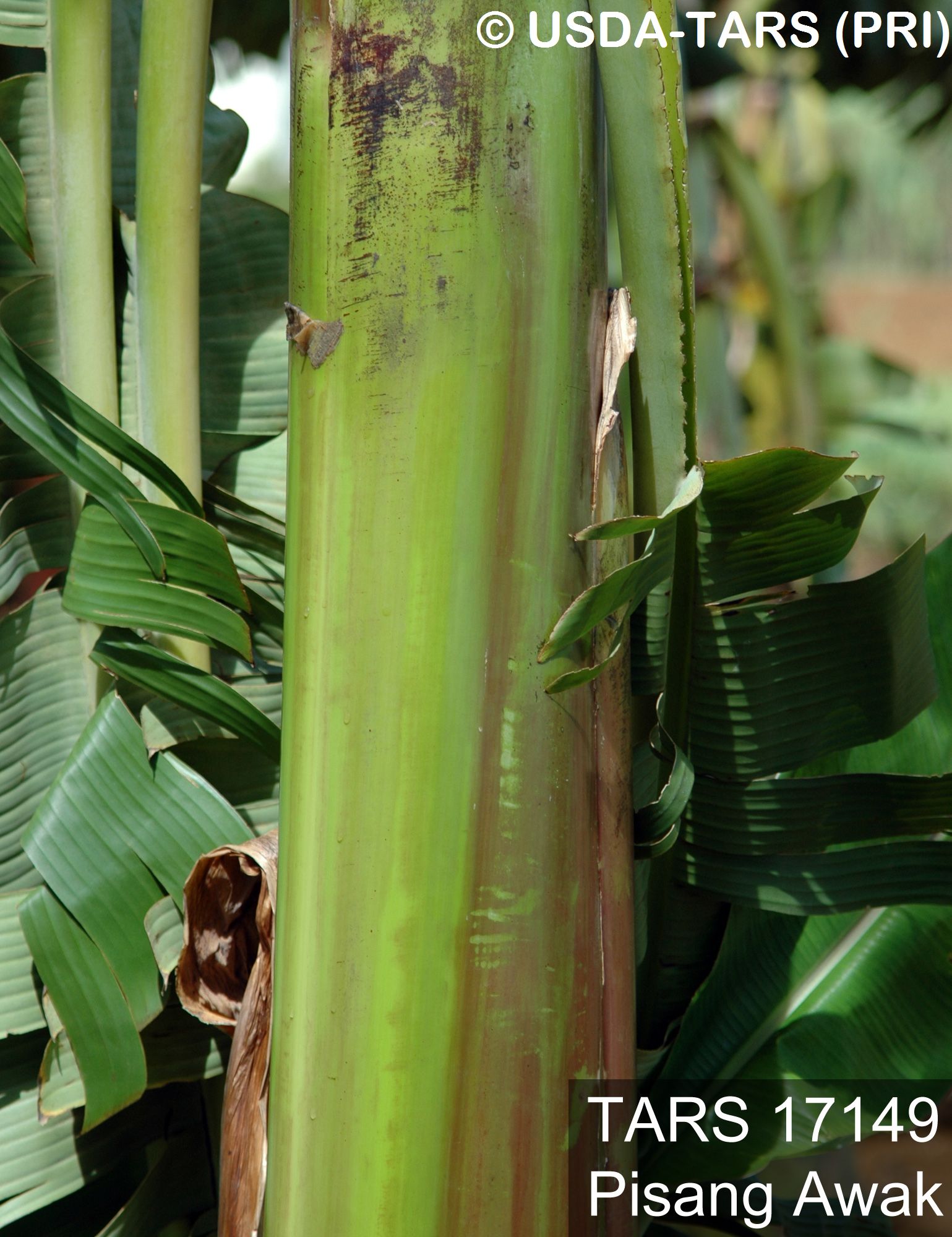 pisang-awak-pseudostem-leaf