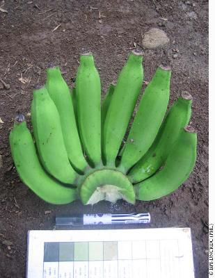 rio-hom-thong-mokho-fruit