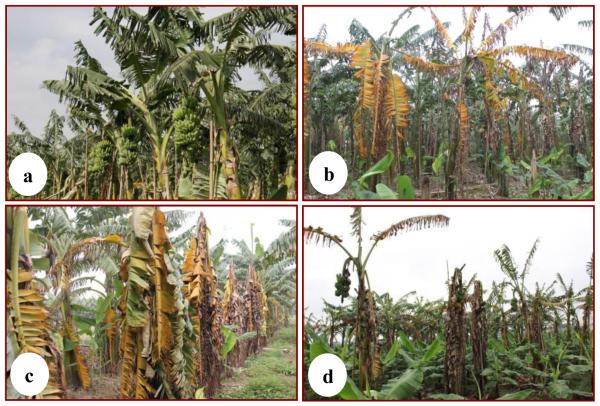 pisang-awak-fusarium