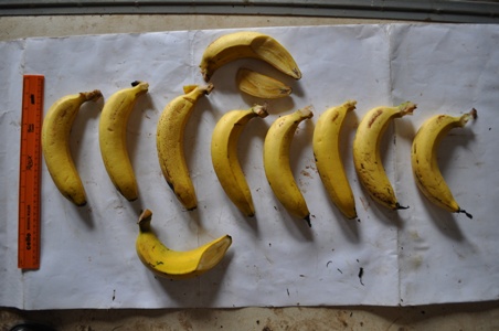 gros-michel-fruits