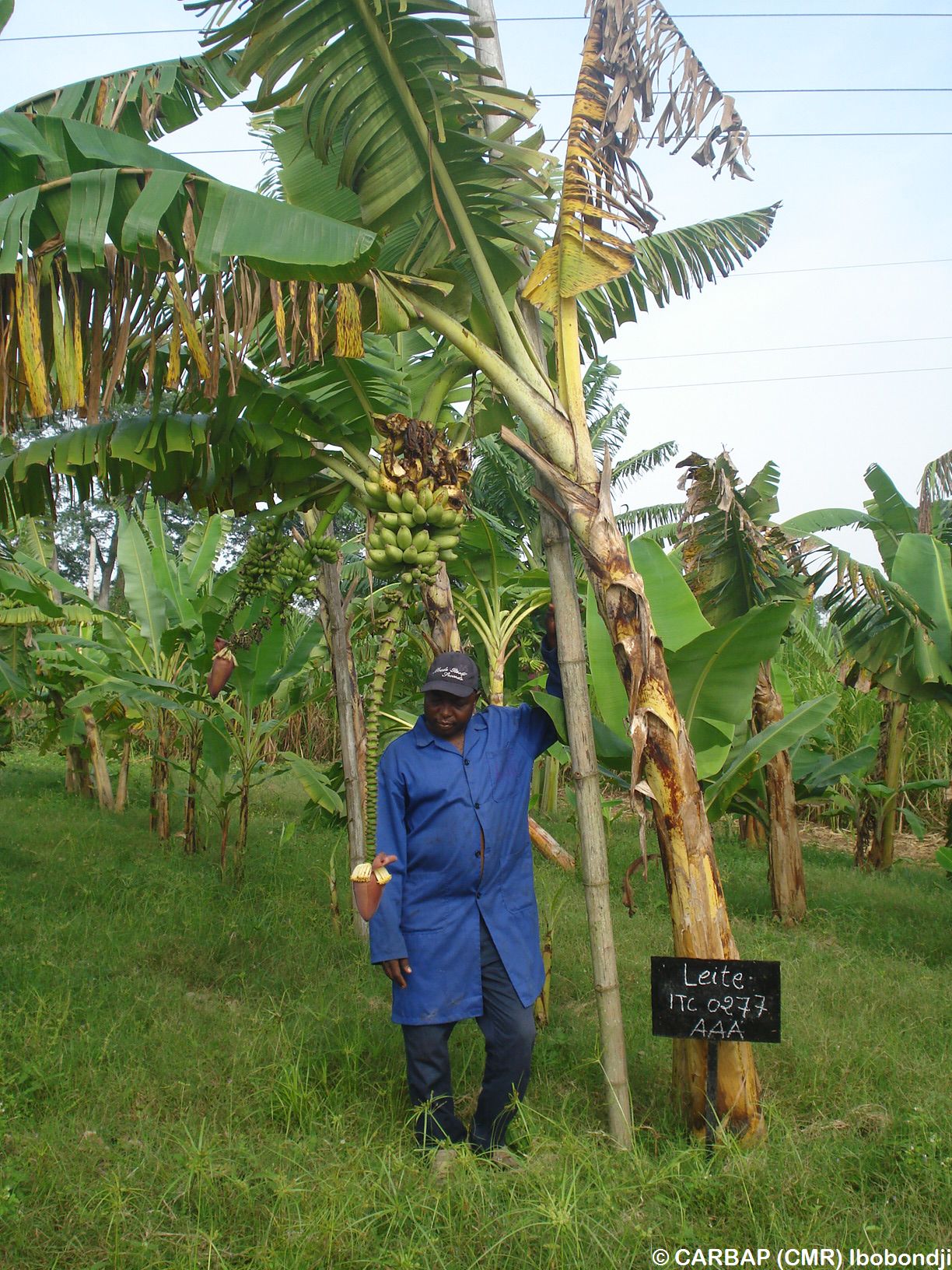 rio-whole-plant