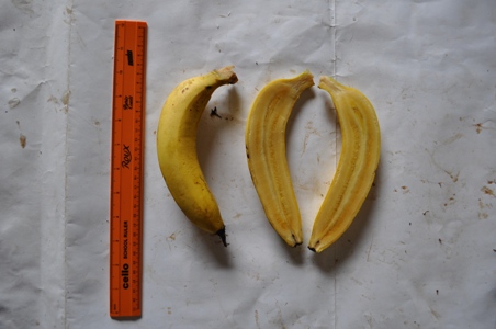 gros-michel-fruit-other