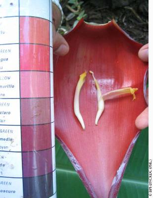 pisang-awak-male-bud