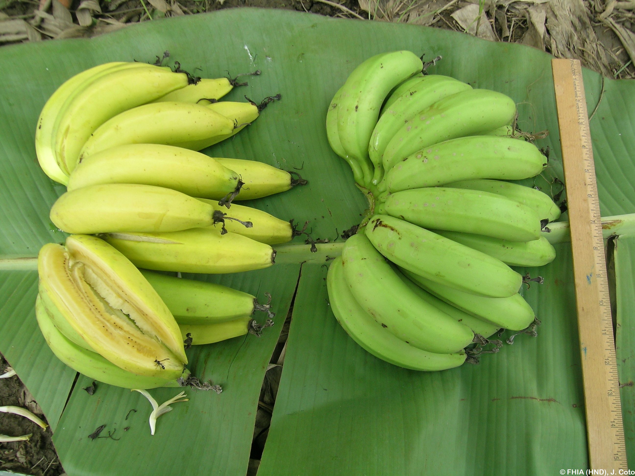 gros-michel-fruit