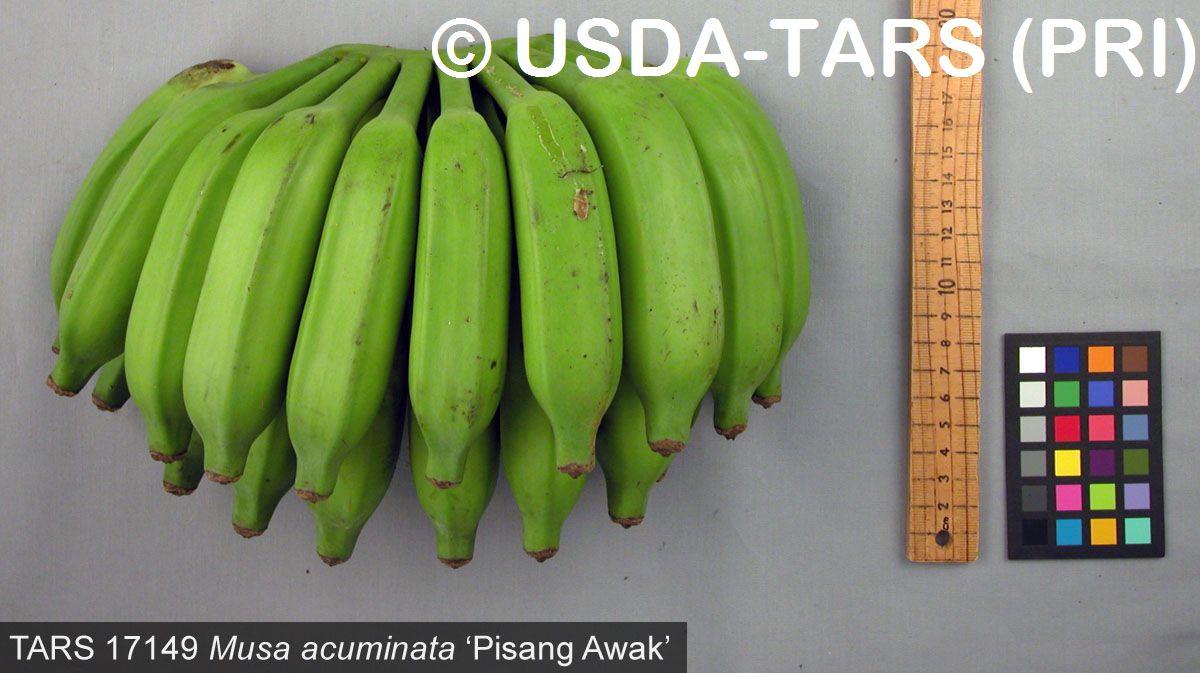pisang-awak-fruit-1