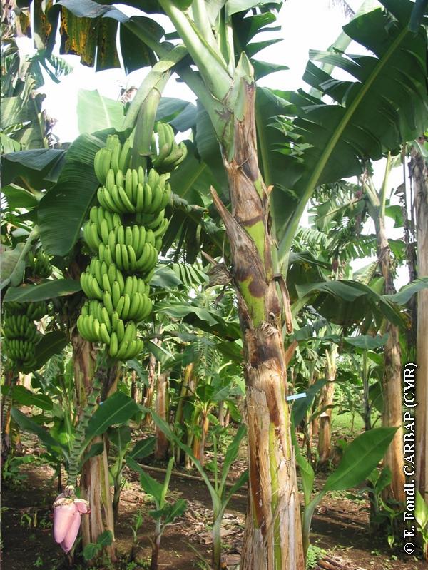 cavendish-whole-plant