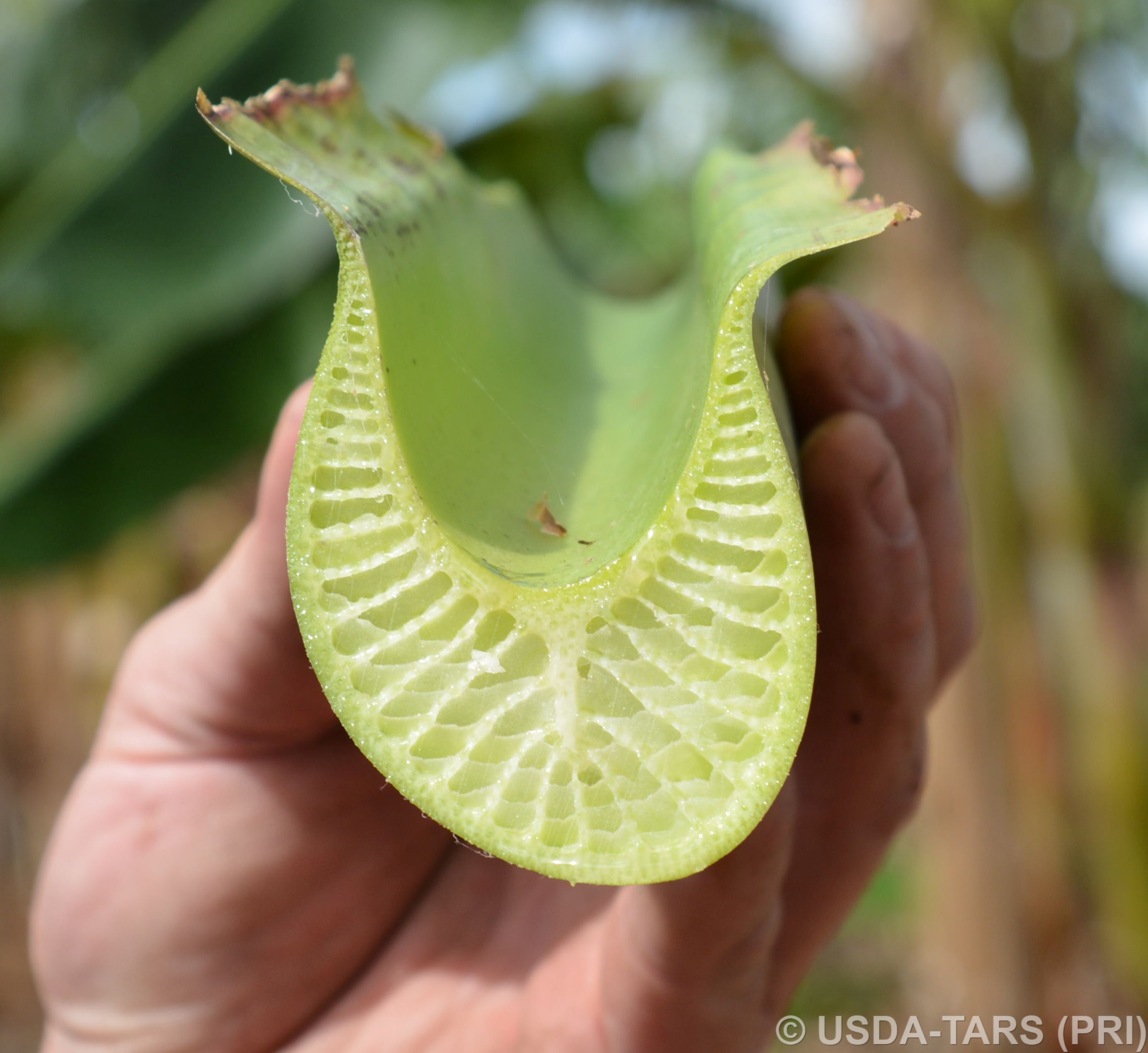 cavendish-leaf-petiole