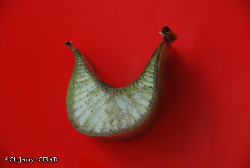 gros-michel-leaf-petiole