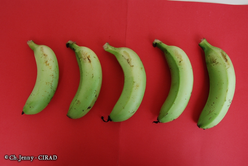 cavendish-fruit