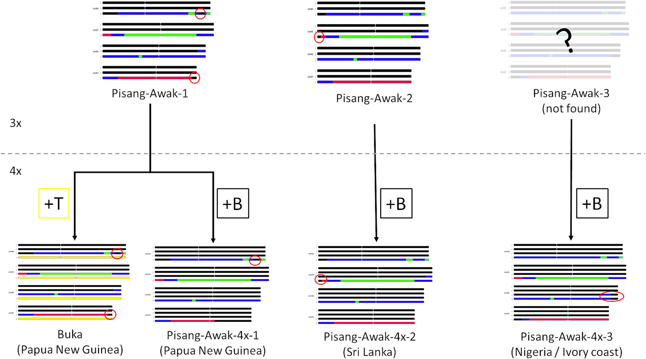 pisang-awak-genome-patterns
