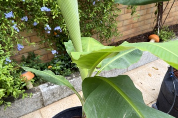 HG-A01 2026-08-30 观察照片