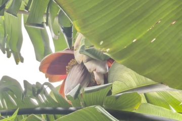 PKW-C01 2026-05-01 观察照片