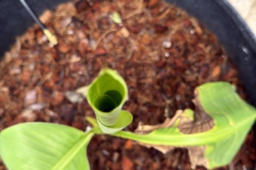 LEI-A01 2026-08-30 观察照片