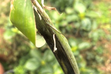 PKW-C01 2025-02-13 观察照片
