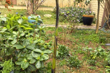PKW-C01 2025-02-13 观察照片