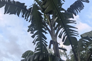 PKW-C01 2025-09-25 观察照片