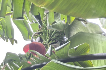 PKW-C01 2026-05-12 观察照片
