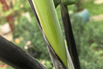 PKW-C01 2025-05-10 观察照片