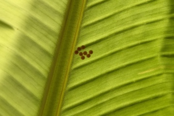 PKW-C01 2025-03-09 观察照片