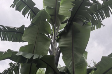 PKW-C01 2025-09-23 观察照片