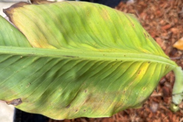 LEI-A01 2026-08-13 观察照片