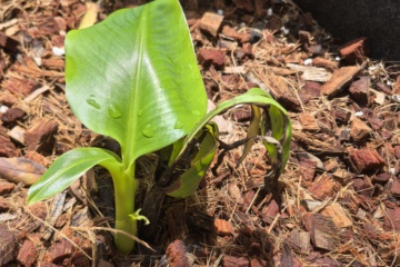 LEI-B01 2026-09-06 观察照片
