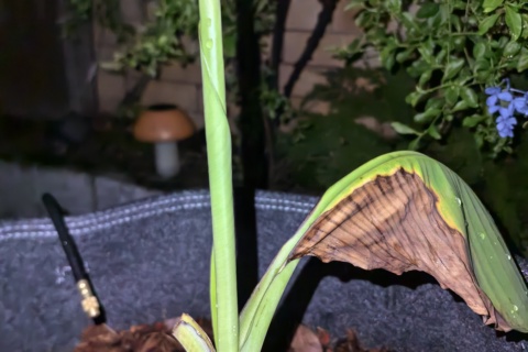 LEI-A01 植株照片