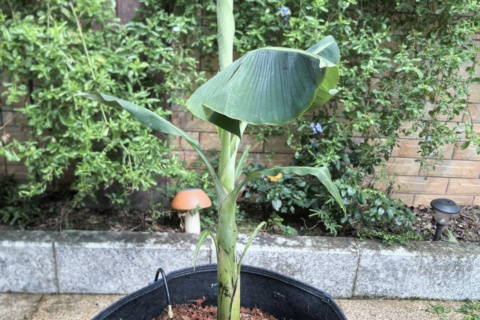 HG-A01 植株照片