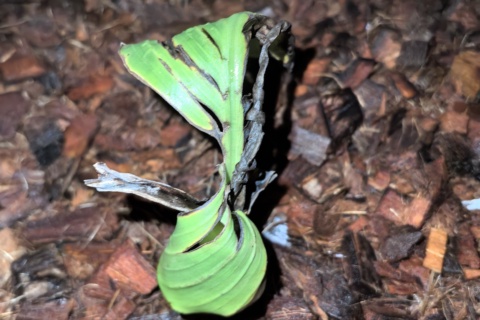 LEI-B01 植株照片
